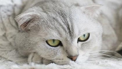 开云平台-横滨水手连续多场比赛不败，横滨水手今天比赛